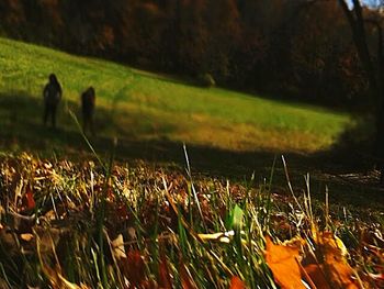 Horse on grassy field