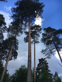 Low angle view of trees in forest against sky