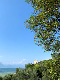 Low angle view of trees against clear blue sky