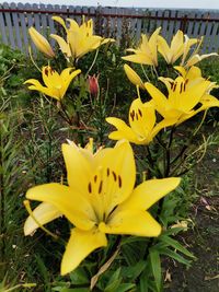 flowering plant