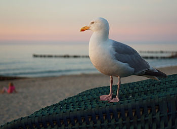 Birds in water