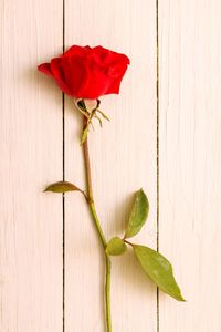 Close-up of red rose on wood