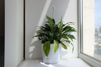 The spathiphyllum plant is like a potted houseplant. houseplants on the windowsill