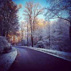 Empty road along trees