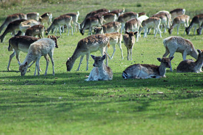 Deers in a field