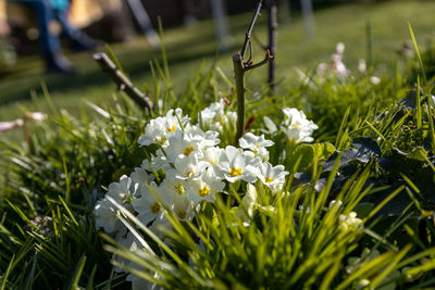 Close-up of white flowering plants on field