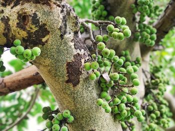 Low angle view of fruits hanging on tree