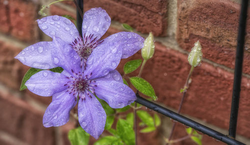 Close-up of wet purple flower