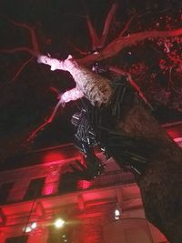 Low angle view of illuminated christmas tree at night