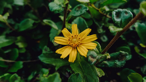 Close-up of yellow flowering plant