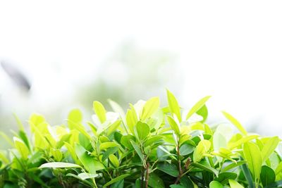 Close-up of fresh green plant against sky