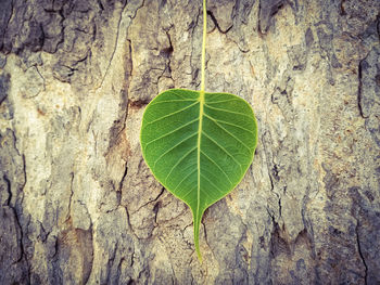 Close-up of green leaves on tree trunk