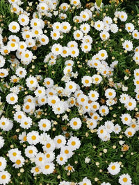 High angle view of white daisy flowers