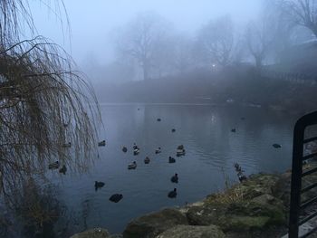 Swans swimming in lake against sky