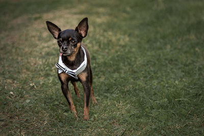 Portrait of dog running on field