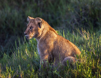 Side view of lion looking away