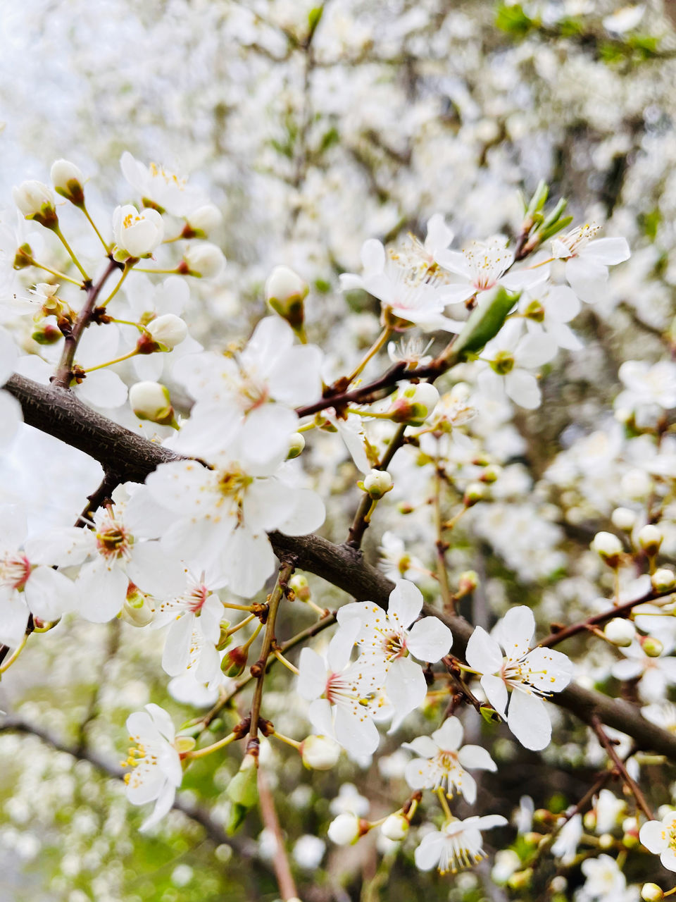 CLOSE-UP OF WHITE CHERRY BLOSSOM