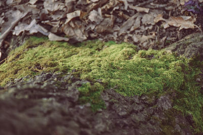 Close-up of moss on rock