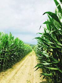 Plants growing on field against sky