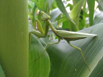 Close-up of insect on leaves