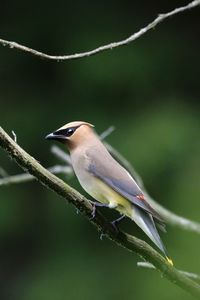 Close-up of bird perching on branch