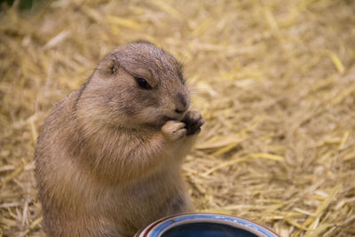 Prairie dog on field