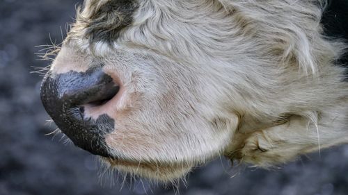 Cropped image of cow mouth