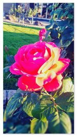 Close-up of pink rose