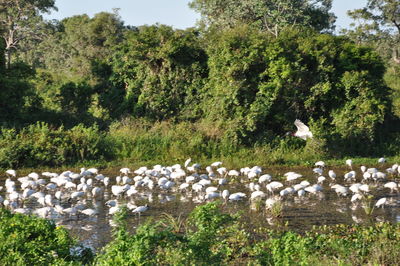 View of birds perching on grassy landscape against lake