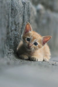 Close-up portrait of kitten by cat