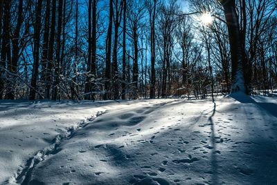 Bare trees in forest