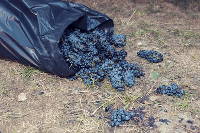 High angle view of grapes growing on field