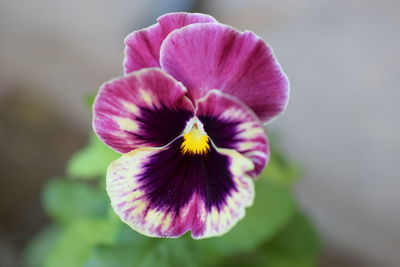 Close-up of pink flower blooming outdoors