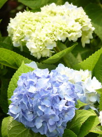 Close-up of purple flowering plants