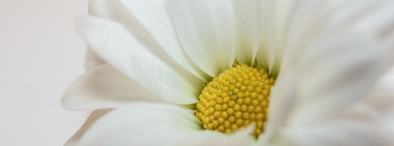 CLOSE-UP OF WHITE FLOWER WITH YELLOW POLLEN