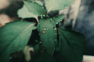 Close-up of raindrops on leaf