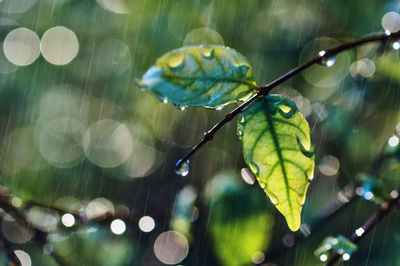 Close-up of wet leaves