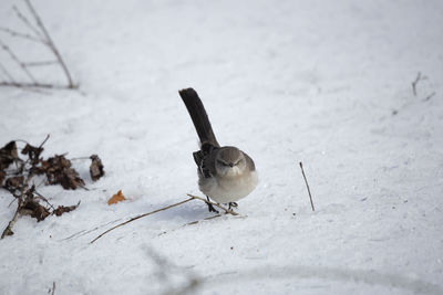 Bird on snowy field