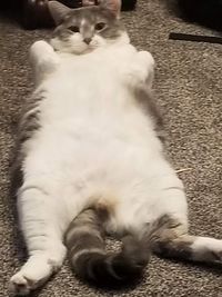 Cat sleeping on carpet
