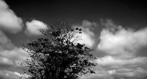 Low angle view of flowering plant against cloudy sky