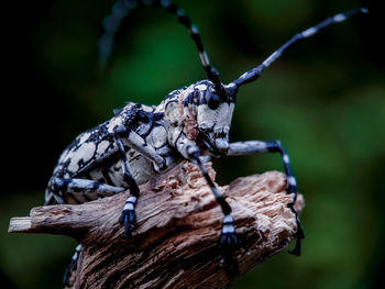 Close-up of insect on wood