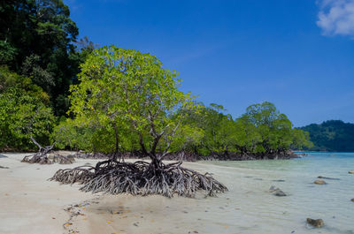 Tropical mangrove forest along coastal in surin island, phangnga, thailand