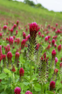 Close-up of pink flowering plants on field