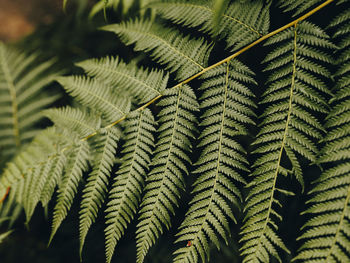 Close-up of fern leaves