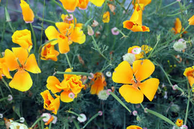 Close-up of yellow flowering plants on field