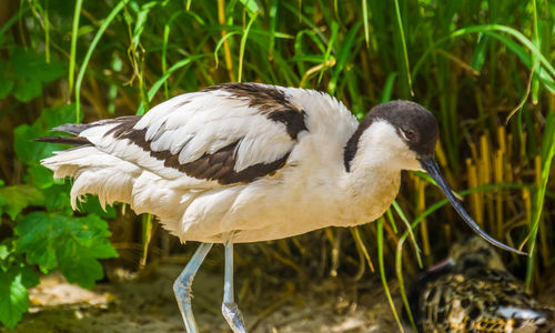 Close-up of a bird perching on a field