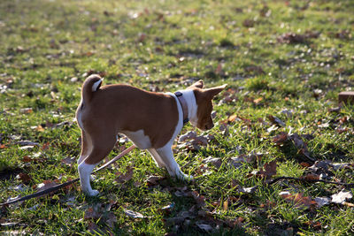 Side view of dog standing on field
