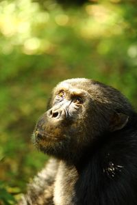 Close-up of monkey