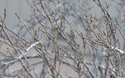 Close-up of snow on bare tree