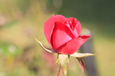 Close-up of red rose